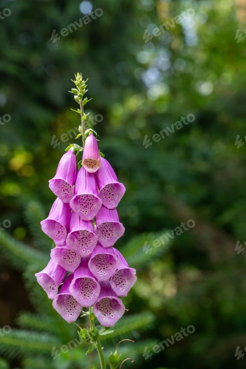 Preview: Vertical closeup of purple foxglove in a green park