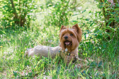 Preview: Yorkshire Terrier Dog is lying on green grass with summer flowers. Summer vibes.