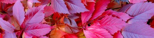 Preview: Banner made of red autumn leaves of wild grapes