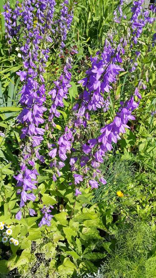 Preview: Beautiful bellflower on a sunny summer day