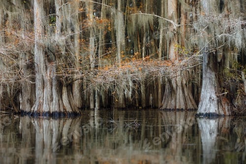Preview: Mesmerizing landscape with trees reflected in the water in Great Cypress Swamps, USA