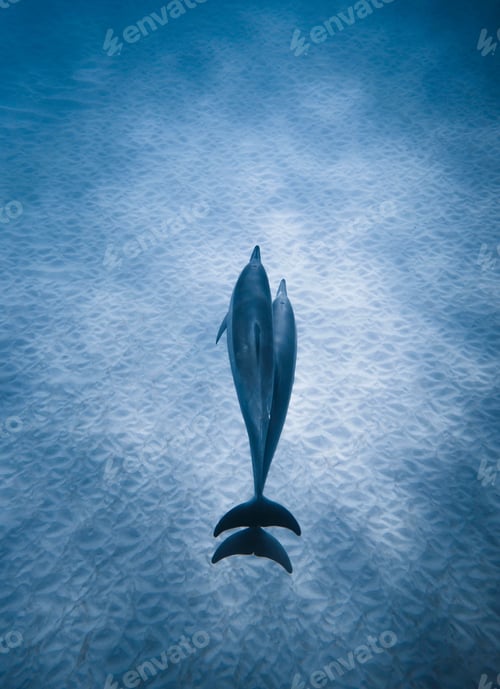 Preview: Top view of a dolphin swimming in the blue sea - perfect wallpaper