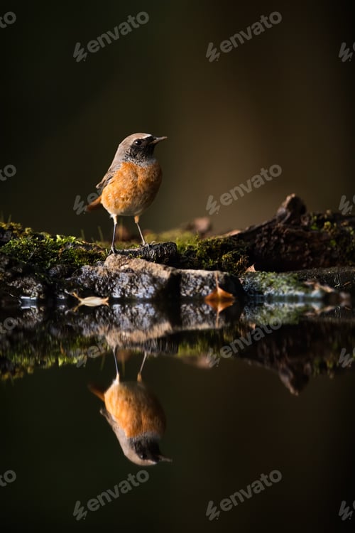 Preview: Male of common redstart sitting above pond in forest