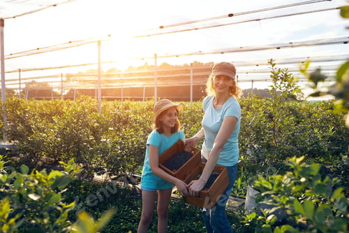 Preview: Modern Family Picking Blueberries On A Organic Farm - Family Business Concept.