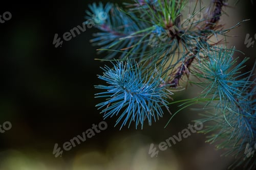 Preview: Flowers petals leaf blooming plants vegetations floral Kenya East Africa