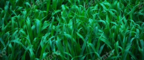 Preview: Greener pastures. Closeup of green grass - cropped.