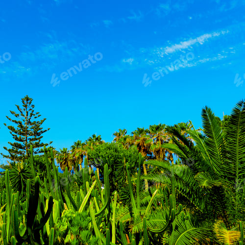 Aperçu: Tropical background. Palms and cacti. Canary Islands