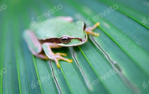 Preview: Masked Treefrog on a Leaf in Costa Rica