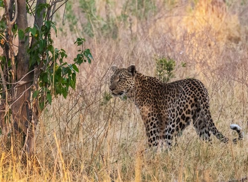 Preview: A Beautiful Botswana Wildlife picture of World