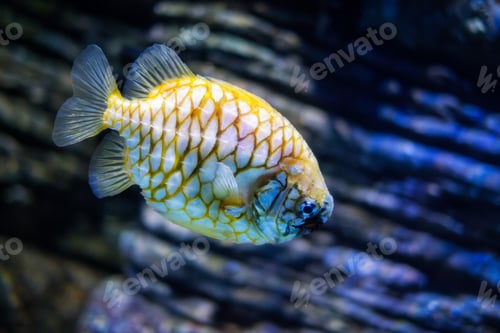 Preview: Australian pineapplefish in sea