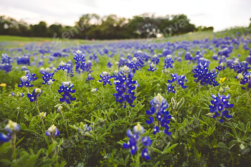 Preview: Field with Bluebonnets flowers and green grass in the afternoon