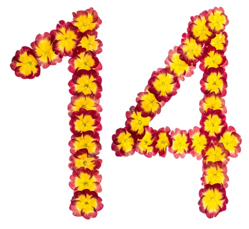Preview: Numeral 14, fourteen, from natural flowers of primula, isolated on white background
