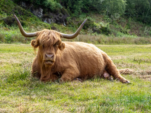 Preview: Brown highlands cow near Plockton, Scotland