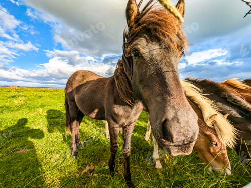 Preview: Icelandic horses in the field of scenic nature of Iceland.