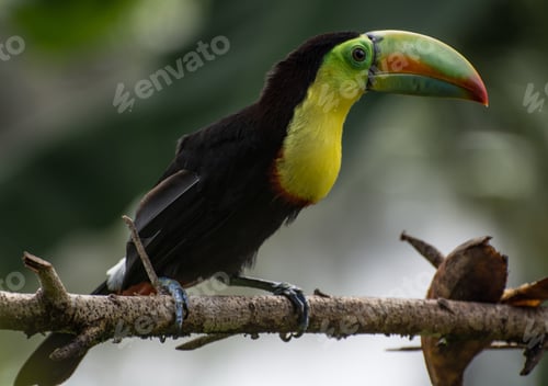 Preview: Toucan, spotted in Costa Rica, right in front of our restaurant