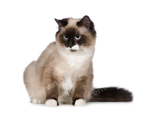 Preview: Birman (1 years)