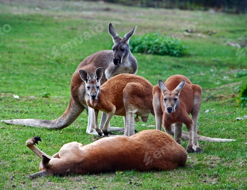 Preview: Very lazy kangaroo