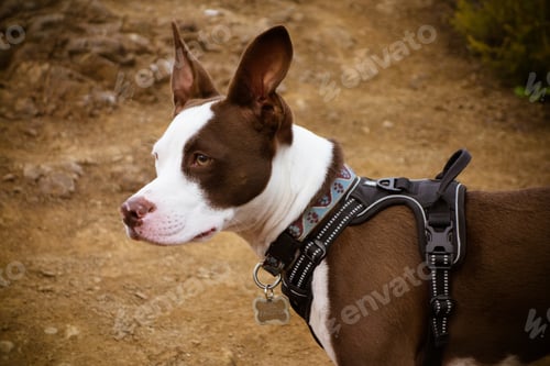 Preview: Brown and White Dog with Harness Outdoors