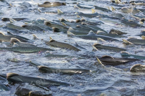 Preview: Spawning salmon