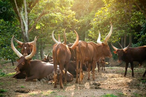Preview: herd of ankole watusi cattle in zoo