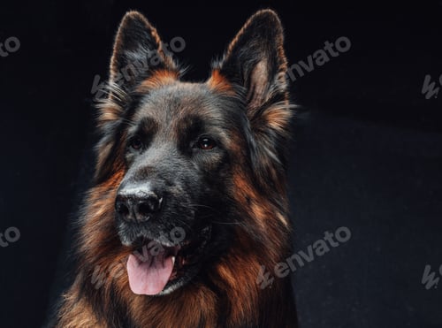 Preview: Cheerful dark brown belgian shepherd against dark background