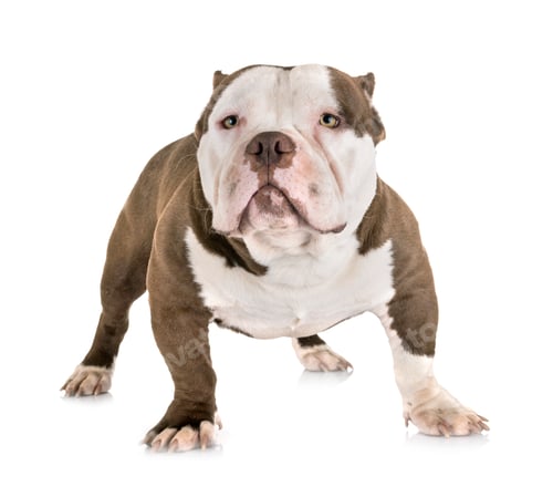 Preview: american bully in studio