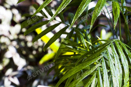 Preview: Indoor areca palm tree (Dypsis lutescens) for a home decor