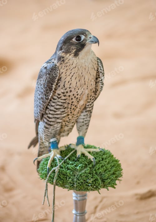 Preview: Arabian Falcon on its Perch