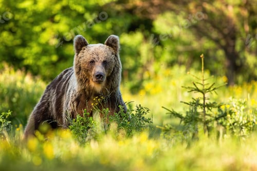 Preview: Brown bear on glade with tall green grass and spruce tree at sunset in summer