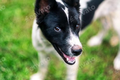 Preview: A dog looking at the camera with green grass background