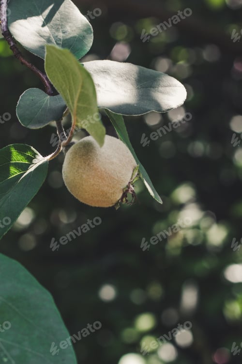 Preview: Young Quince On A Tree Branch