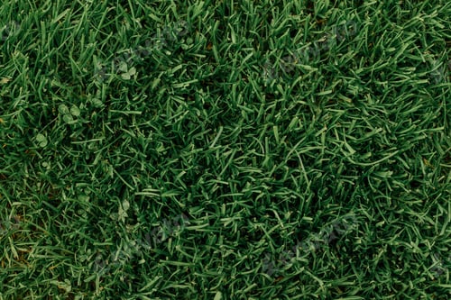 Preview: Background image of lush, long and colored in several kinds of dark green cool shades