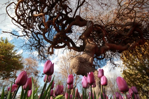 Preview: Tulip Garden