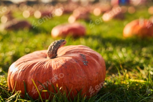 Preview: Small orange pumpkin sitting in field in autumn.