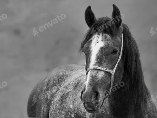 Preview: arabian, horse, mare, stallion, riding