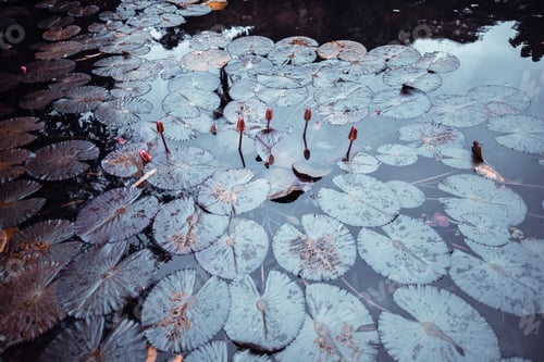 Preview: A pond with unblown water lilies