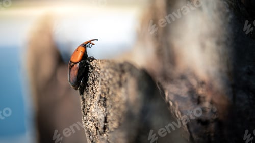 Preview: A palm weevil in the trunks of palm trees. Red beetles pest in palm plantations
