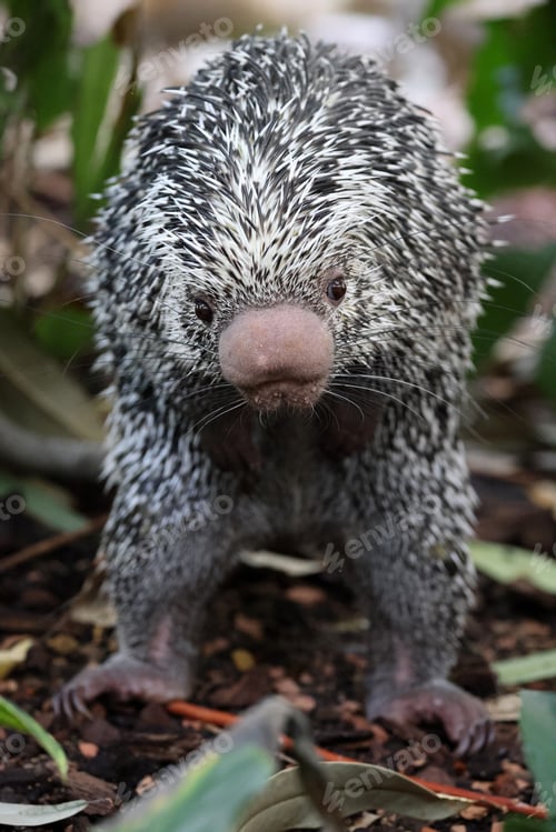 Preview: Brazilian porcupine searching for food on ground, Coendou prehensilis