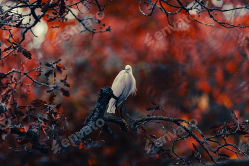 Preview: Shallow focus shot of a beautiful white egret resting on a branch of an autumn tree