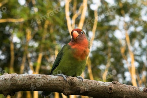 Preview: lovebirds, lover bird, lovely