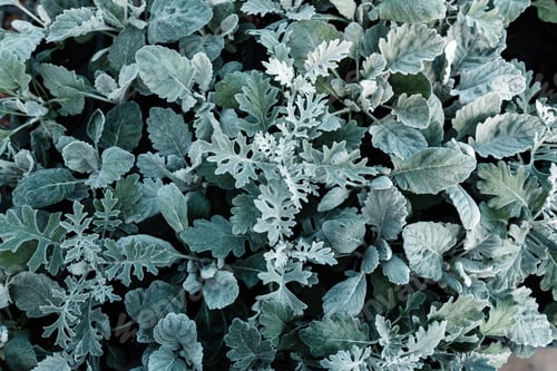 early spring leaf background