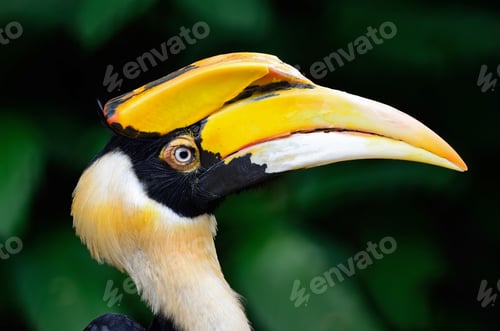 Preview: Great Hornbill