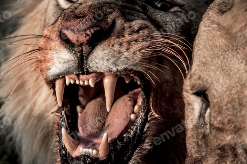Preview: Lion growling while eating in Serengeti National Park