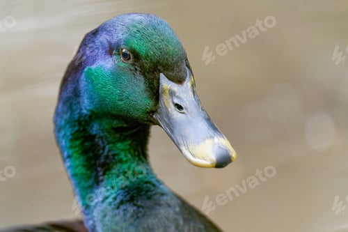 Preview: Close-up shot of a Pomeranian duck swimming gracefully in a serene body of water
