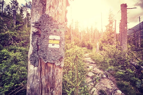 Preview: Vintage toned hiking trail marking painted on tree.