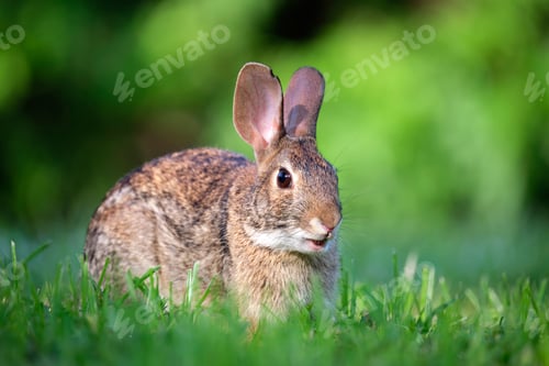 Preview: Grey small hare eating grass on summer field.