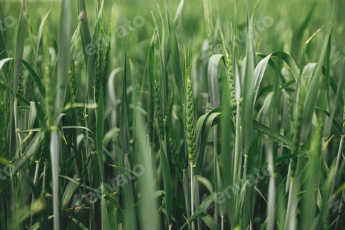 Preview: Wheat field. Green wheat ears and stem in close up. Agriculture