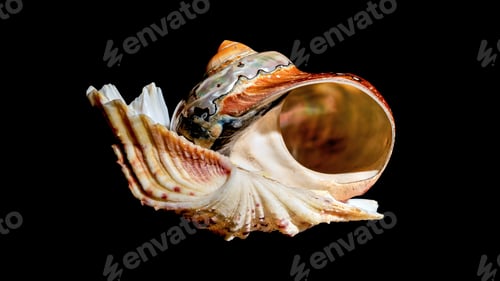 Preview: Still life of seashells on a black background