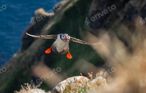 Preview: Atlantic puffin (Fratercula arctica) flying with fish in its beak on the island of Runde (Norway).