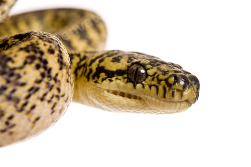 Preview: Close-up of Morelia spilota variegata, a subspecies of python, against white background